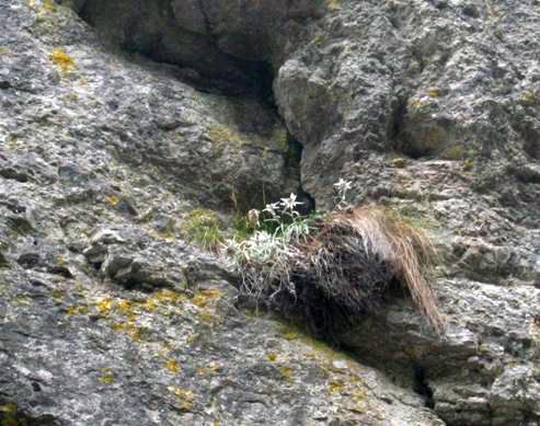 Szarotki na skale 1.jpg